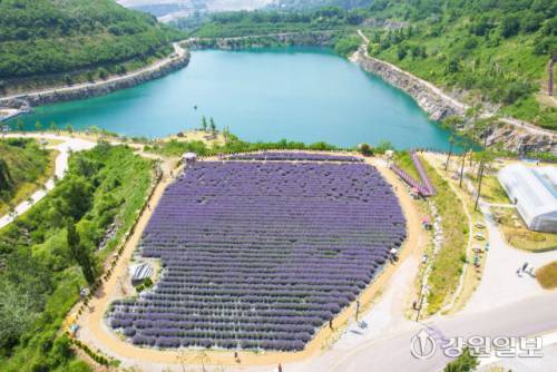 동해시의 옛 쌍용시멘트 채석장이 지금은 라벤더 축제장으로 변해 전국 각지에서 여름을 즐기는 관광객이 몰리고 있다. 동해=정의목시민기자