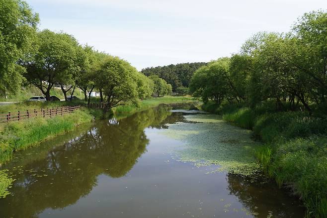 금장대습지공원. 안개 너머로 나무의 실루엣이 드러나고, 그림자는 물속으로 가 겹겹이 번진다.