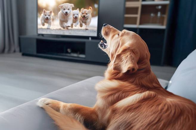 개들도 성격에 따라 TV를 보는 방식이 다르다는 연구 결과가 나왔다. [사진=클립아트코리아]