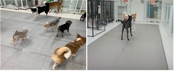 지원사업을 통해 보호소 매트 교체를 진행한 모습(동물과 함께 행복한 세상 제공) ⓒ 뉴스1