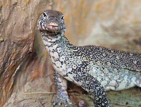 아프리카에 사는 대형 왕도마뱀류인 나일왕도마뱀./Capron Park Zoo