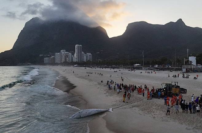 21일 브라질 리우데자네이루의 상 콘라도 해변에 죽운채 떠밀려온 혹등고래  한 마리를 장비를 동원해 끌어내고 있다./로이터 연합뉴스