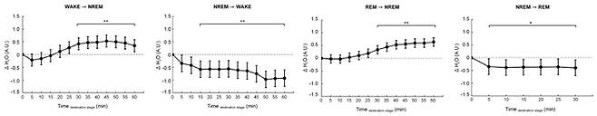 무선 근적외선 분광기로 5분마다 측정한 뇌 수분량 변화 *비렘수면, 특히 깊은 수면 단계로 진입할수록 뇌 수분량이 뚜렷하게 증가하며, 아교임파계에 의한 뇌 세척 활동이 활발해지고, 반대로 렘수면이나 각성 상태에서는 뇌 수분량이 감소해 청소 기능이 저하되는 모습