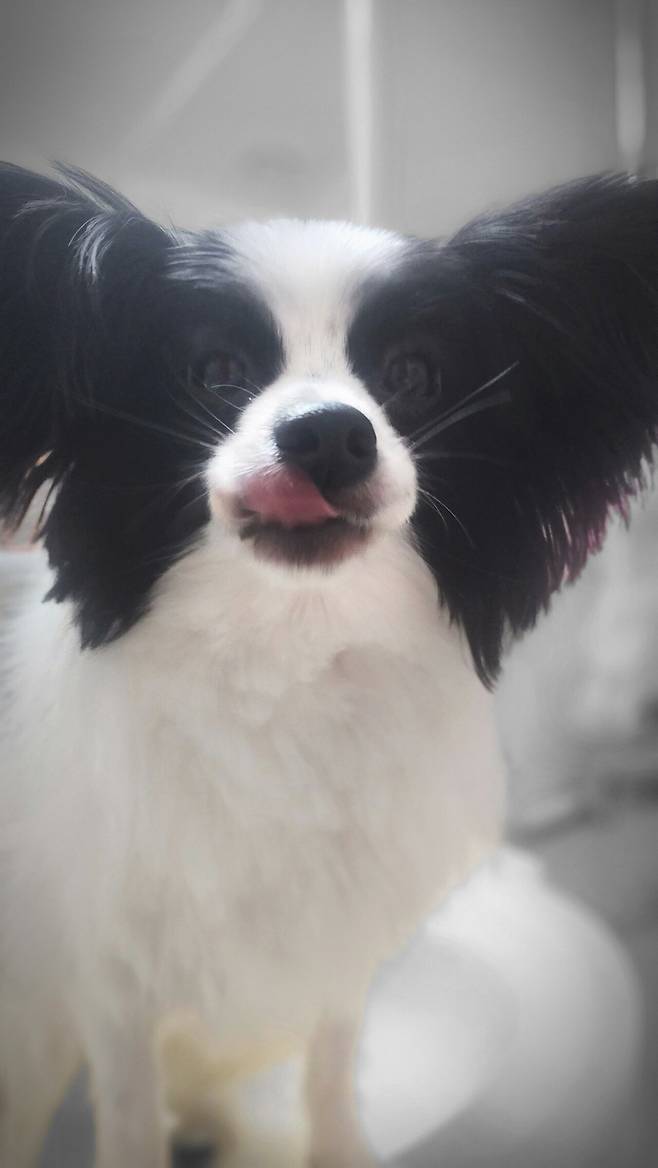 우리집 강아지 좀 봐주십시오