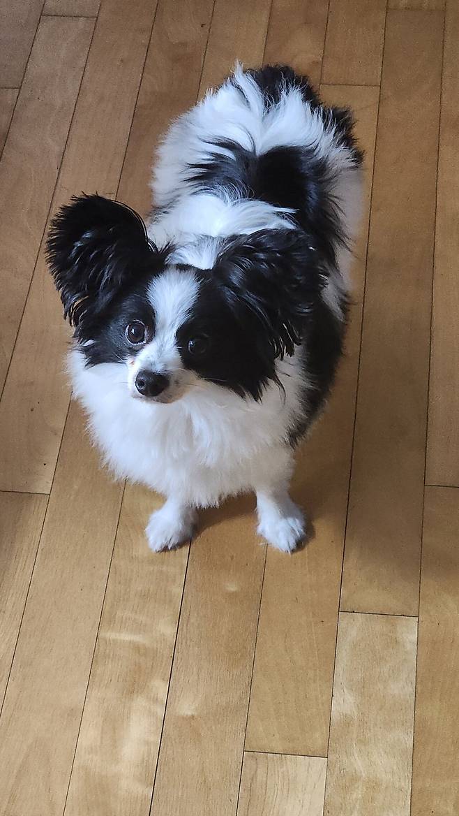 우리집 강아지 좀 봐주십시오