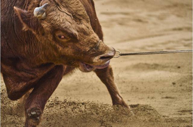 조교사에 저항하고 있는 싸움소. 동물해방물결 제공