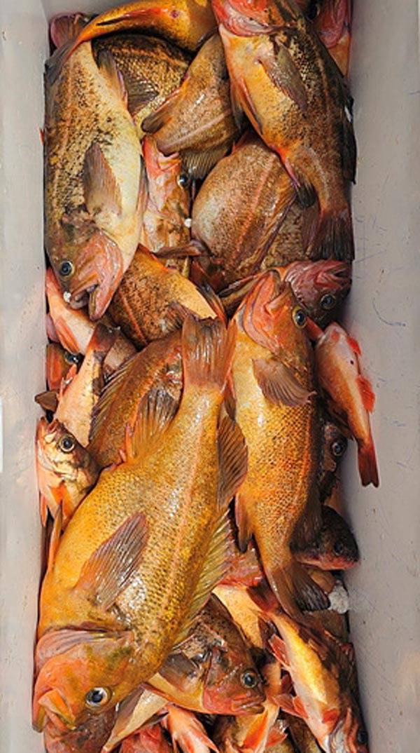 속초와 강릉권에서 잡힌 황열기.