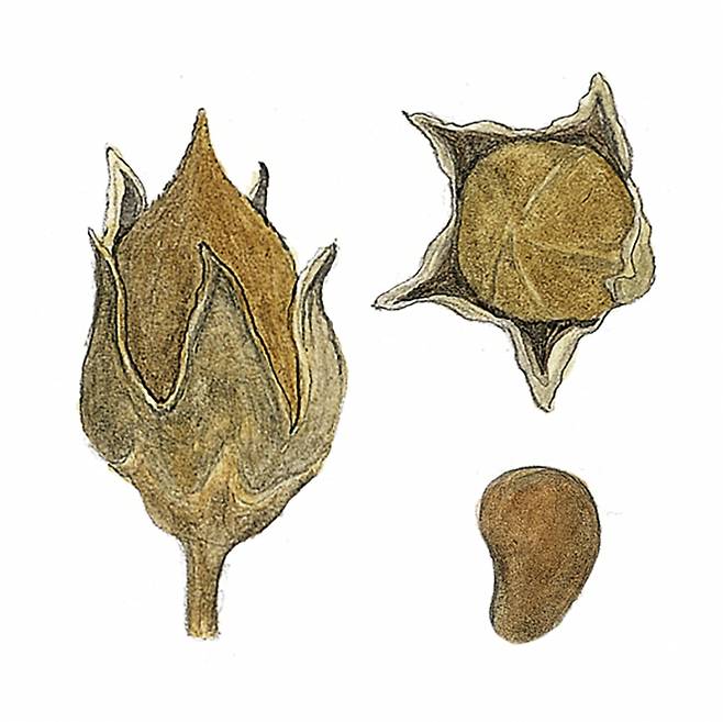 황근의 열매는 바닷물 위로 떠다니며 더 먼 곳까지 도달할 수 있게 가볍게 진화했다. 그림은 황근의 열매와 씨앗.