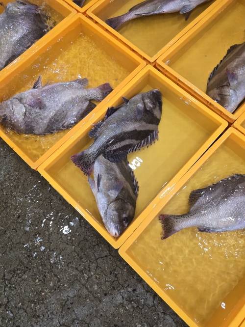 지난 21일 새벽 노량진 수산시장 활어경매장에 어름돔이 나왔다. 어름돔은 아열대성 어종으로 평소에는 거의 보기 힘들지만, 이날은 대량으로 잡혀 경매에 나왔다.