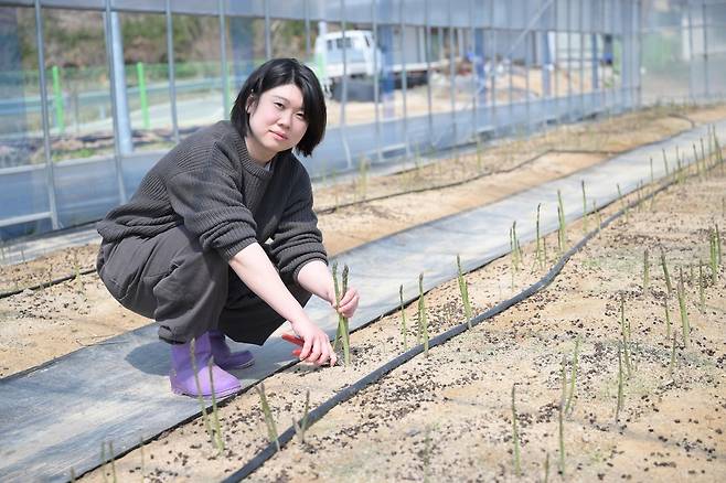 ▲ 이현진 대표가 정성스럽게 키운 아스파라거스의 상태를 확인하고 있다. /사진제공=안성시
