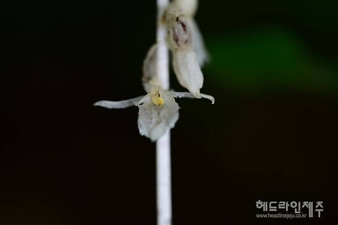 국내에서 최초로 발견된 미기록 난초과 식물. (사진=국립산림과학원 난대.열대산림연구소)