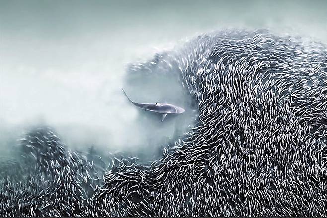 대서양에서 상어가 작은 물고기 떼를 잡아먹으려고 달려드는 장면이다. /조애나 스테이들