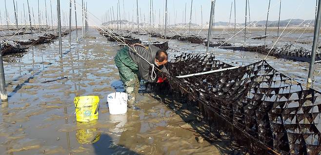 홍성 김 양식 모습. 사진은 기사와 관련이 없음./뉴스1