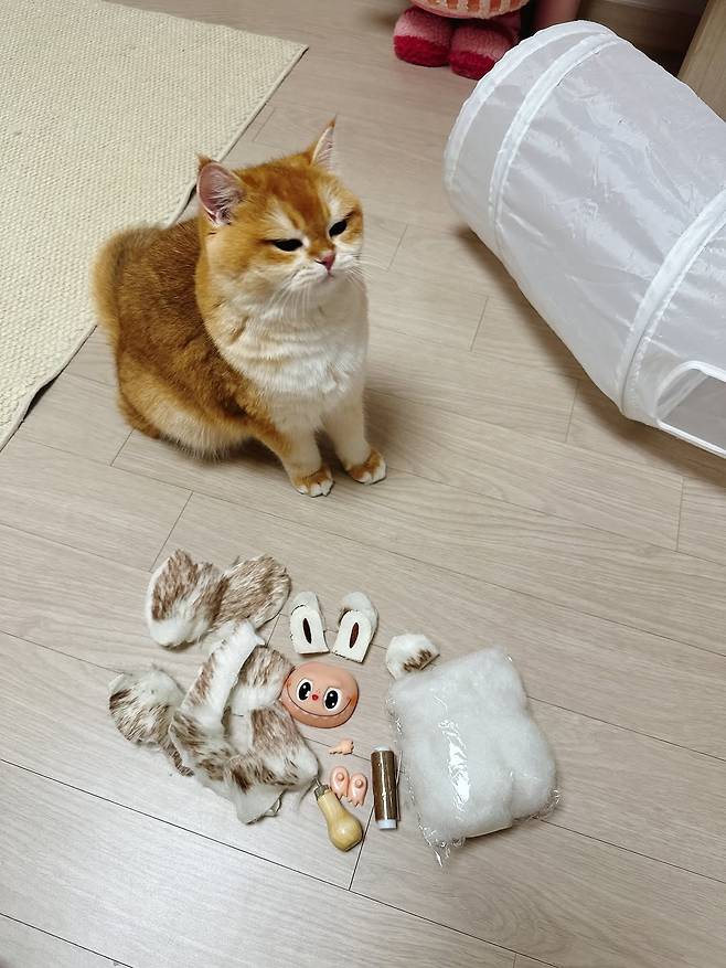 알리에서 라부부 산 사람...