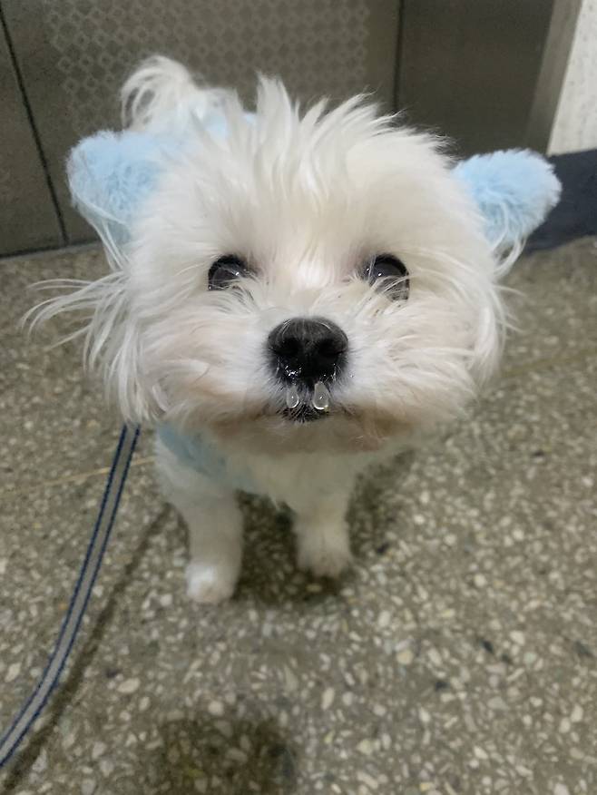 IMG_7296.jpeg 동물병원 치료비에 현타 온 사람