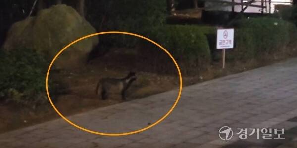 지난 23일 오후 11시께 인천 미추홀구 도화동 한 아파트 단지 안으로 너구리가 지나가고 있다. 독자제공