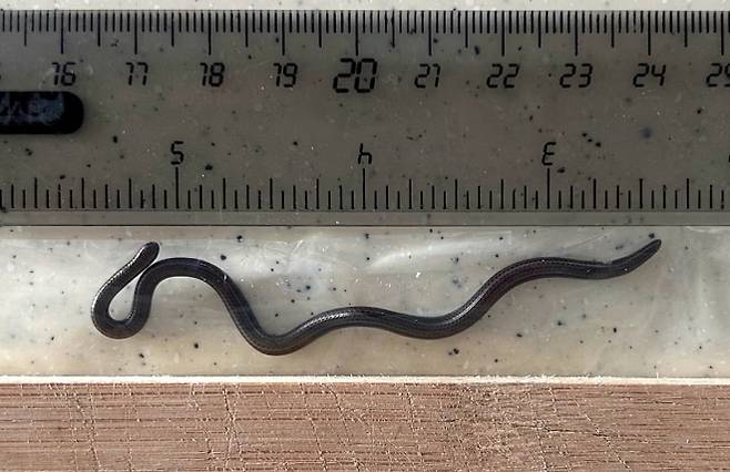 바베이도스 실뱀(Barbados threadsnake). 코너 블레이즈 제공