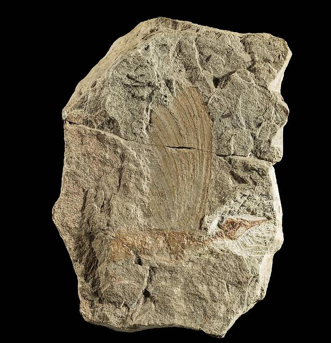 등에 큰 볏이 있는 파충류 미라사우라 화석  독일 슈투트가르트 국립 자연사 박물관에 있는 2억4천700만년 전 파충류 '미라사우라 그라우보겔리'(Mirasaura grauvogeli) 화석. 두개골과 골격, 등을 따라 솟아 있는 큰 볏을 볼 수 있다. [Stephan Spiekman 제공. 재판매 및 DB 금지]