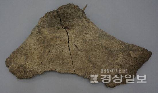 ▲ 골촉이 박혀 있는 고래 견갑골.