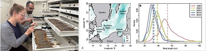 3 미국 시카고 필즈 자연사박물관의 스테파니 스미스(왼쪽) 박사와 앤더 페이호 박사가 동부줄무늬다람쥐 표본을 검사하고 있다. 미국 필즈 자연사박물관 4 발트해의 대구 채집 위치와 시간별 몸길이 변화. (A) 동발트해 대구의 주요 산란지인 보른홀름 분지. 고틀란드 분지와 그단스크 심해는 더 이상 대구 산란지가 아니다. (B) 1996년, 2002년, 2008년, 2014년, 2019년에 보른홀름 분지에서 포획된 성체 대구의 길이 분포. /사이언스 어드밴시스(Science Advances)