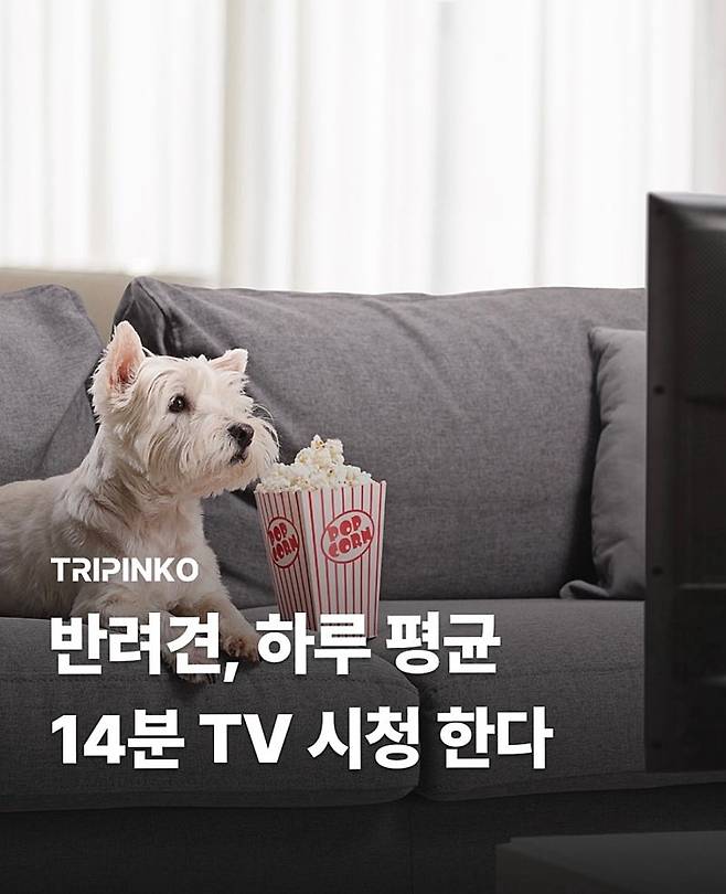 반려견, 하루 14분 TV 시청한다.
