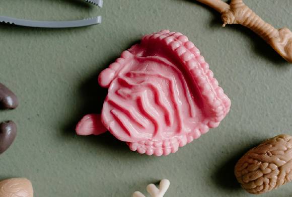 대장 이미지 [사진=픽셀스]