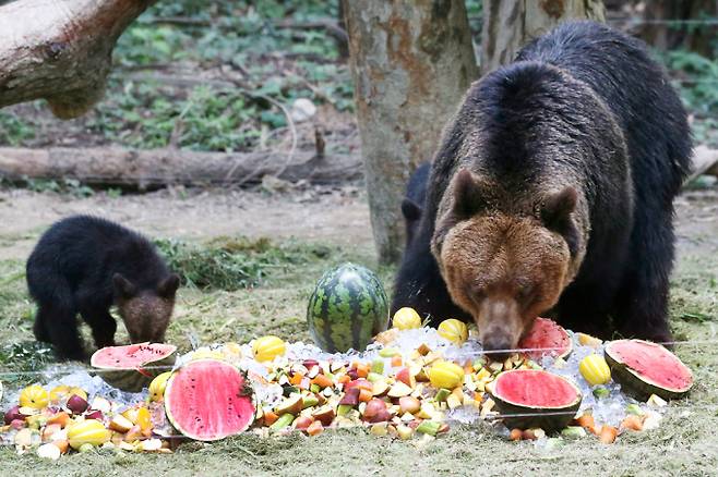 "여름에는 얼린 제철 과일이 최고".  21일 경기 용인시 에버랜드 사파리에서 불곰이얼믐 과일을 먹으며 더위를 식히고 있다. /사진=머니투데이