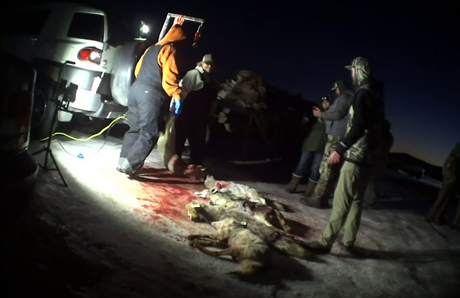 미국 야생동물 사냥대회에서 사살당한 여우 사체.[휴메인 월드 포 애니멀즈 홈페이지 갈무리]