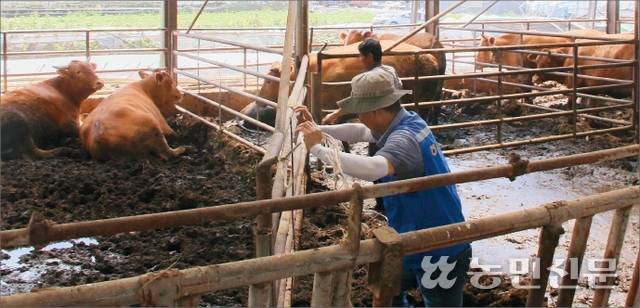 박종호 경남 함양산청축협 조합장과 성씨가 축사에서 복구 작업을 하고 있다.