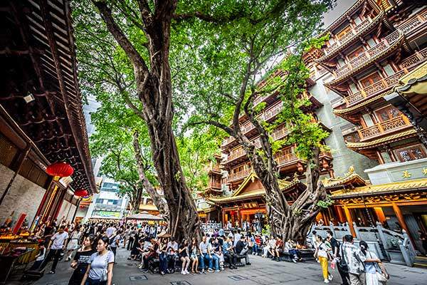 북경로의 거대한 용나무Ficus microcarpa. 압도적인 거대함과 화려한 수형의 나무가 도시와 조화를 이룬다. 대만고무나무, 용수나무라고도 불린다.