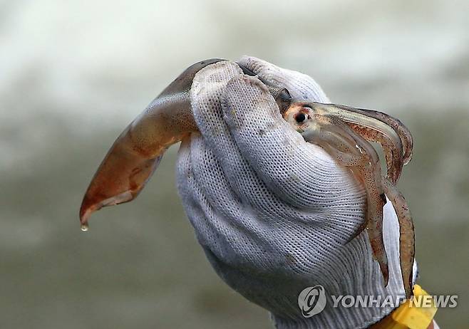 "오징어 살려" [연합뉴스 자료사진]