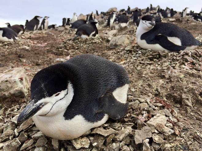 턱끈펭귄을 통해 수면의 본질은 ‘얼마나 길게 자느냐’가 아니라 ‘얼마나 효과적으로 자느냐’라는 걸 알 수 있다. 이원영 제공