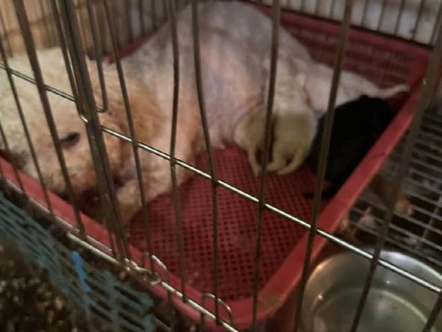 인천 강화군 허가번식장 속 뜬장에 개가 방치돼 있다. 동물보호단체 라이프 인스타그램 캡처
