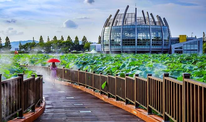 전남 무안 회산백련지 / 사진 = 전남도