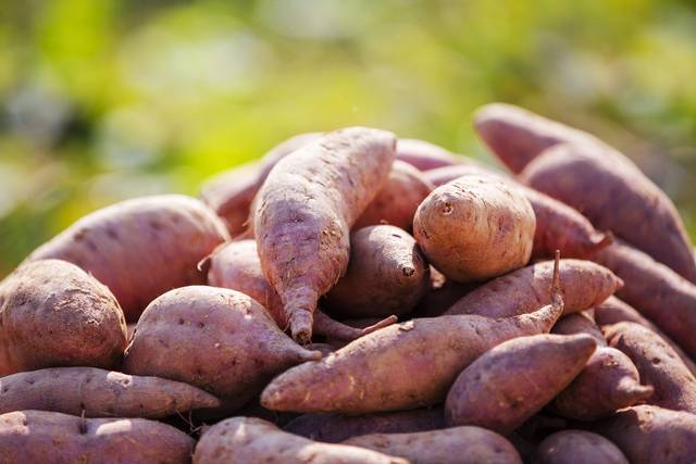 전북 익산에서 9월초 고구마 축제가 열린다. 사진은 기사의 특정 사실과 관련 없음. 이미지투데이