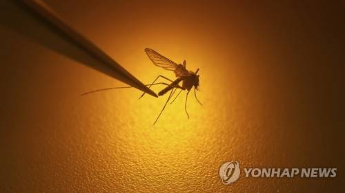 모기 [AP=연합뉴스 자료사진]