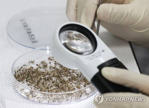 모기 분류작업 경기도보건환경연구원에서 연구원들이 모기 분류작업을 하고 있다. 2023.8.16 [공동취재] xanadu@yna.co.kr