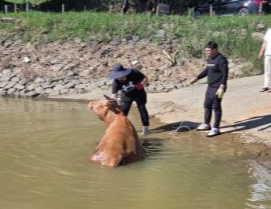 지난 25일 산청군의 한 축사에서 유실된 소 한 마리가 진주 진양호까지 떠내려왔다. 사진은 소머리 뿔에 끈을 맨 뒤 소가 헤엄쳐 밖으로 나오게끔 유도하는 모습. 사진=진주경찰서