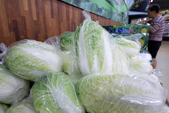 최근 이어진 폭염에 폭우까지 겹치면서 배추·시금치 등 주요 농산물 가격도 한 달 동안 최대 2배 이상 상승한 27일 서울 서초구의 한 대형마트를 찾은 고객이 배추를 고르고 있다.   한국농수산식품유통공사 농산물유통정보에 따르면 지난 23일 기준 배추 1포기 소매가격은 5315원으로 지난 14일 가격(4365원)과 비교해 열흘 만에 22% 높아졌으며, 지난 1일 974원(100g)이던 시금치 소매가격은 23일 2220원으로 3주 만에 2배 넘게 뛰어오르면서 128% 상승률을 기록했다. 2025.7.27. 뉴스1