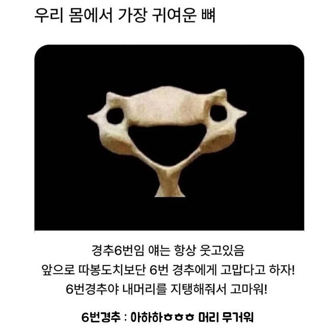 1000030884.jpg 우리 몸에서 가장 귀여운 뼈