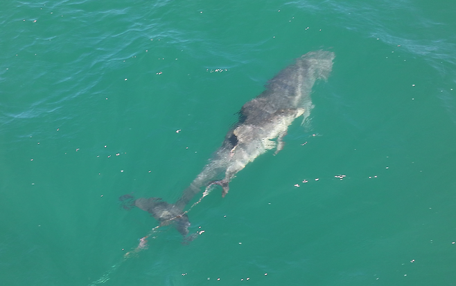 꼬리지느러미에 낚싯줄이 감긴 새끼 남방큰돌고래 모습. (다큐제주 제공)