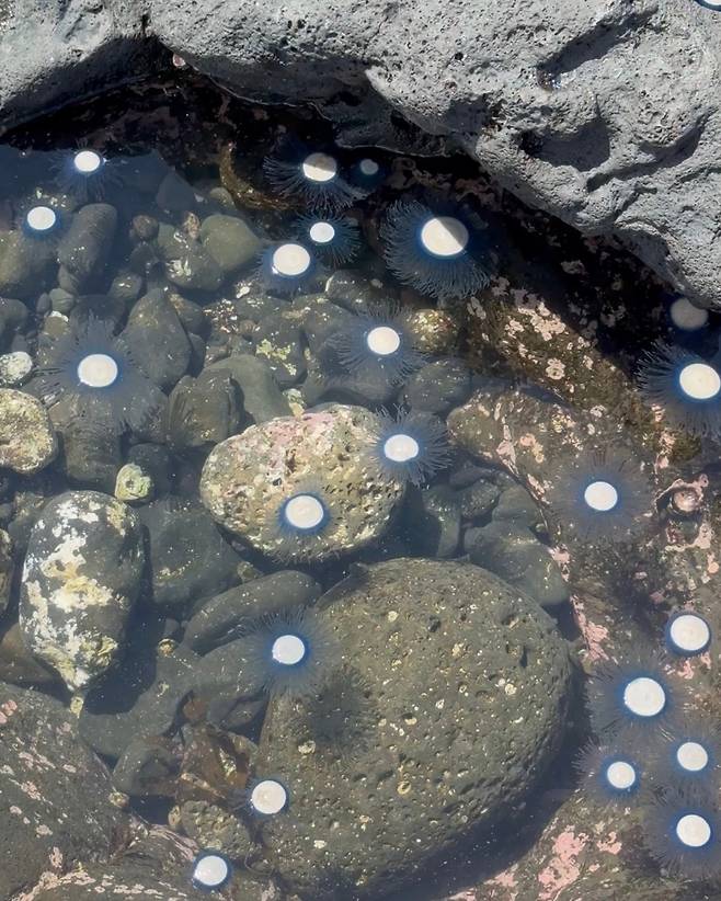 바위틈 사이로 수십 마리 푸른우산관해파리가 떠올랐다. 얕은 조간대 전체가 정체불명의 생물로 뒤덮인 듯한 장면이다. (@jeju_jinxxy(제주지니) 제공)