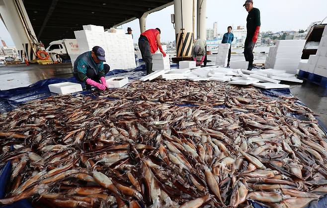 강릉 주문진항 어판장 모습 [연합]