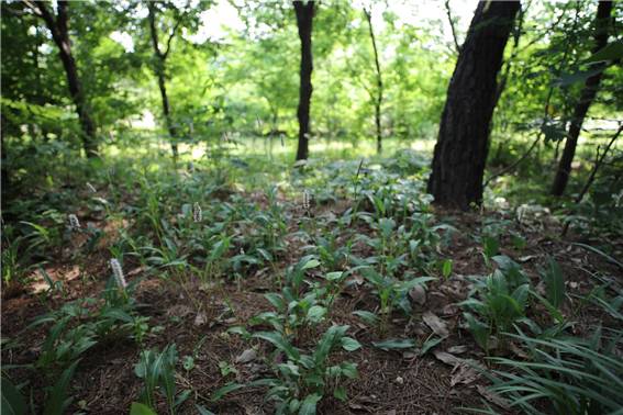 가는범꼬리[국립생태원 제공]