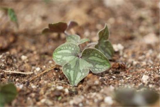 노루귀[국립생태원 제공]