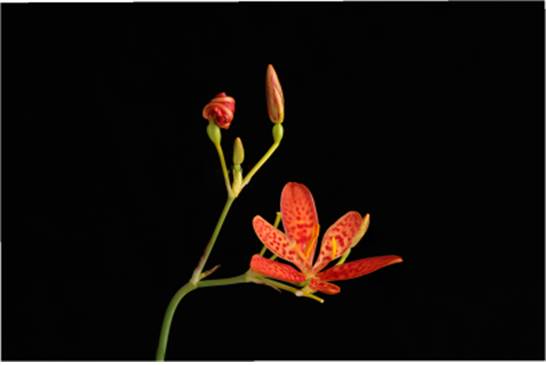 범부채[국립생태원 제공]