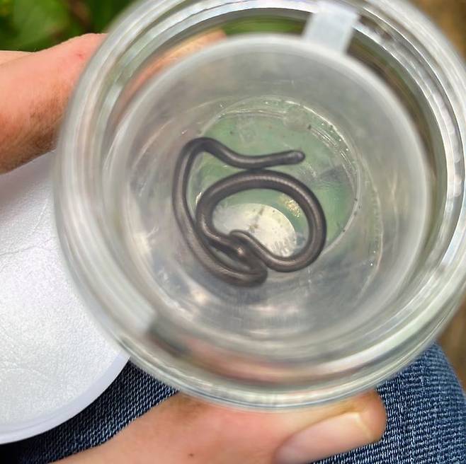 [뉴시스] 멸종된 것으로 알려졌던 세계에서 가장 작은 뱀 ‘바베이도스 실고리뱀’이 20년 만에 바베이도스에서 발견됐다.(사진=가디언)