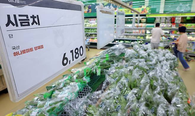최근 이어진 폭염에 폭우까지 겹치면서 배추·시금치 등 주요 농산물 가격도 한 달 동안 최대 2배 이상 상승한 27일 서울 서초구의 한 대형마트에 시금치가 진열되어 있다. 한국농수산식품유통공사 농산물유통정보에 따르면 지난 23일 기준 배추 1포기 소매가격은 5315원으로 지난 14일 가격(4365원)과 비교해 열흘 만에 22% 높아졌으며, 지난 1일 974원(100g)이던 시금치 소매가격은 23일 2220원으로 3주 만에 2배 넘게 뛰어오르면서 128% 상승률을 기록했다. 뉴스1