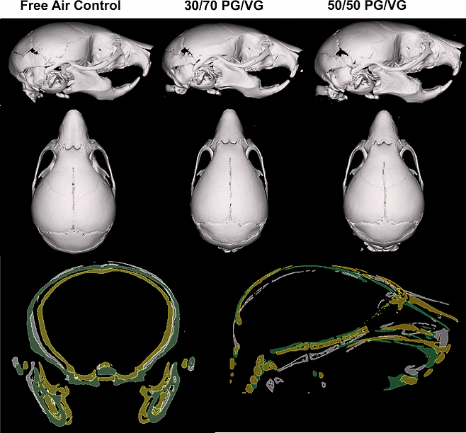 전자담배 액상 성분으로 많이 쓰이는 프로필렌 글리콜(PG)과 글리세롤(VG)의 비율을 각각 3 대 7과 5 대 5로 혼합한 에어로졸에 임신한 쥐가 노출됐을 때 새끼 쥐의 두개골 모양과 크기를 비교한 이미지. 플로스원 캡처