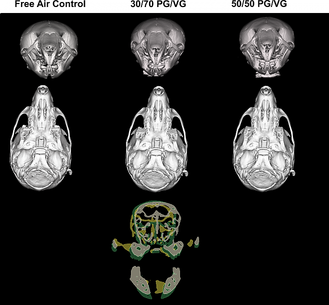 전자담배 액상 성분으로 많이 쓰이는 프로필렌 글리콜(PG)과 글리세롤(VG)의 비율을 각각 3 대 7과 5 대 5로 혼합한 에어로졸에 임신한 쥐가 노출됐을 때 새끼 쥐의 두개골 모양과 크기를 비교한 이미지. 플로스원 캡처